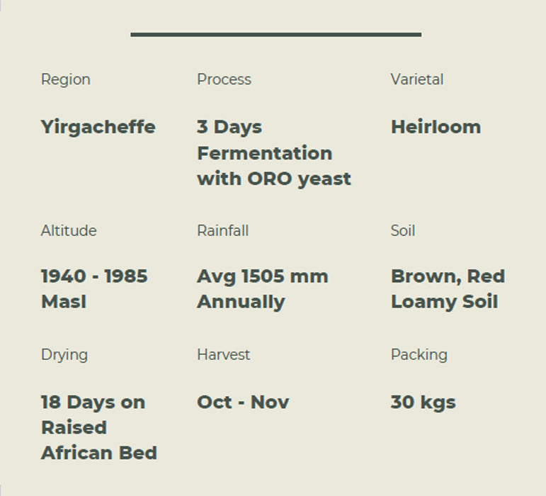 Premium Ethiopia - IDIDO (Yeast Processed) Coffee Beans