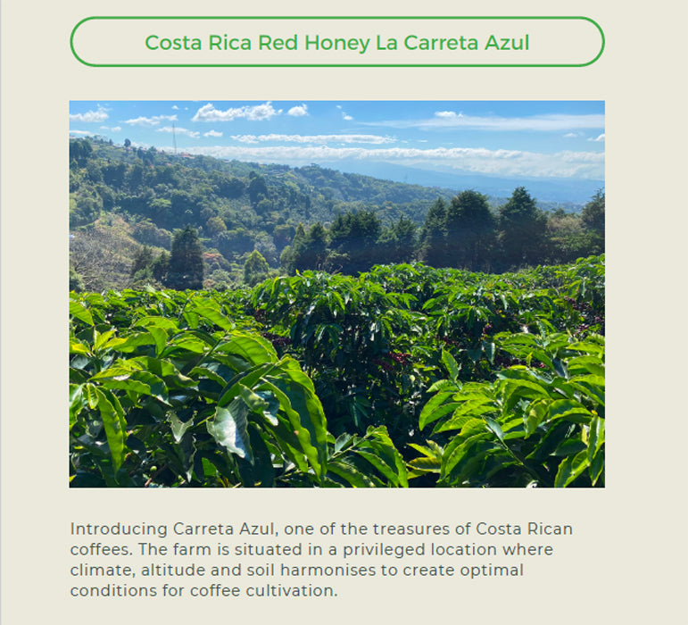 Premium Costa Rica - La Caretta Azul (Red Honey Processed) Coffee Beans